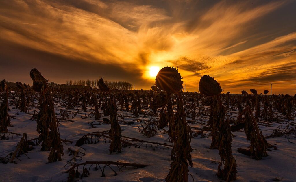 Sunset over a snowy sunflower field with dried stalks