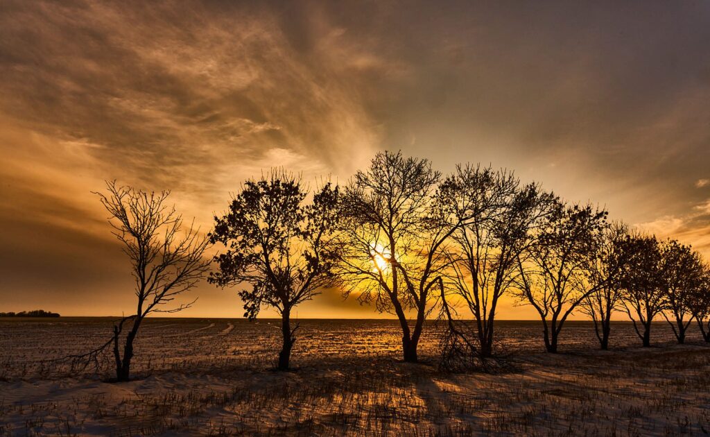 Silhouetted trees against a golden sunset sky