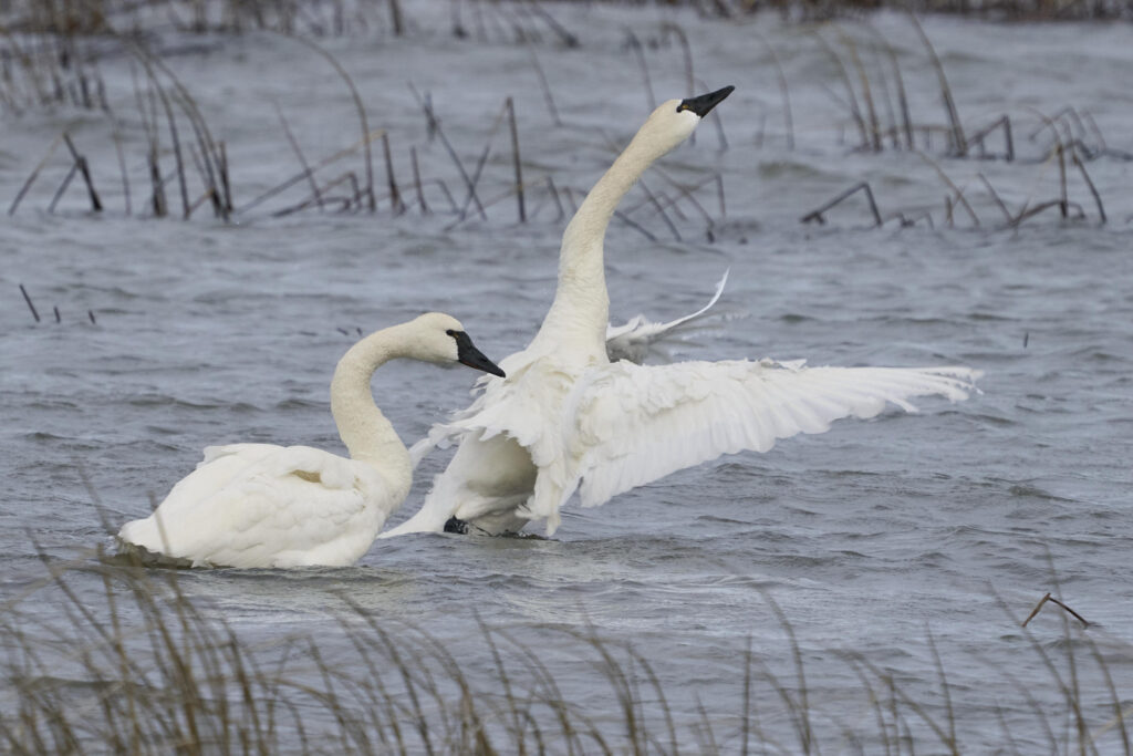 Two tundra swans on wind-ruffled water, one stretching its neck and wings high while the other swims alongside, with reeds in the foreground