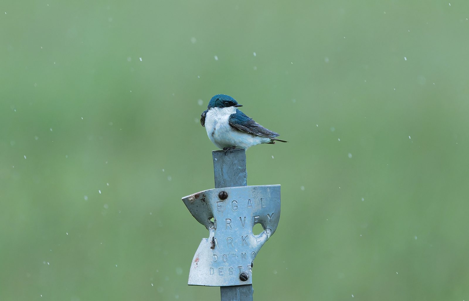 Tree swallow photographed in Manitoba