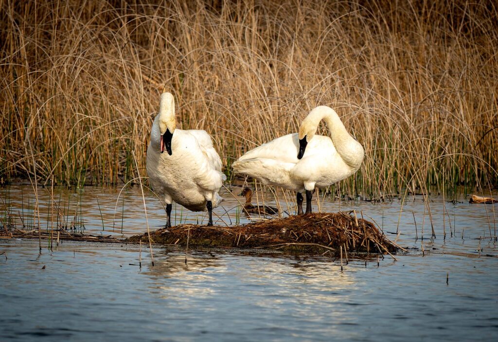 Trumpeter swan