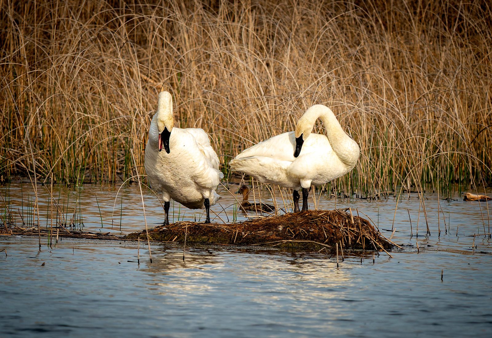 Trumpeter swan photographed in Manitoba