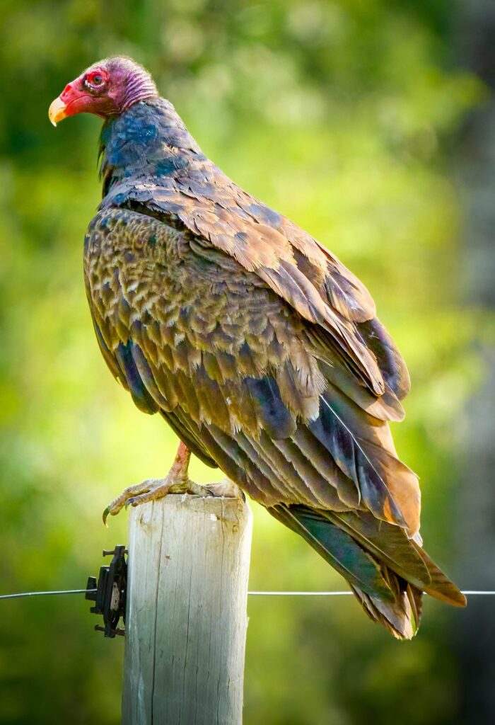 Turkey vulture