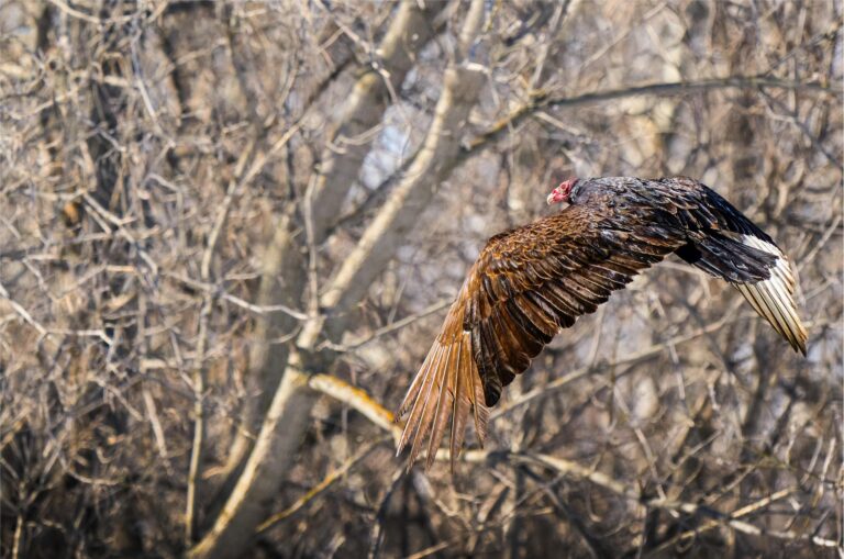 Turkey vulture in flight among bare branches, wings spread to show the rust-brown feathers