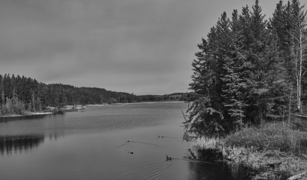 Calm lake bordered by spruce trees on a grey spring day