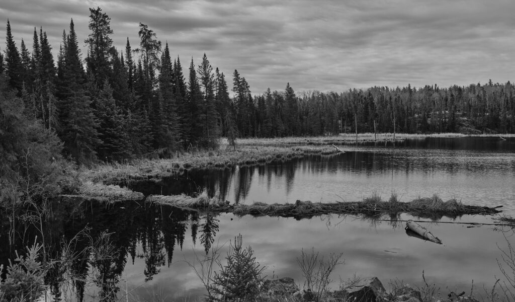 Marshy shoreline with spruce trees reflected in dark water