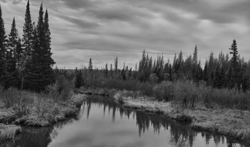 Narrow channel winding through spruce and bare willows
