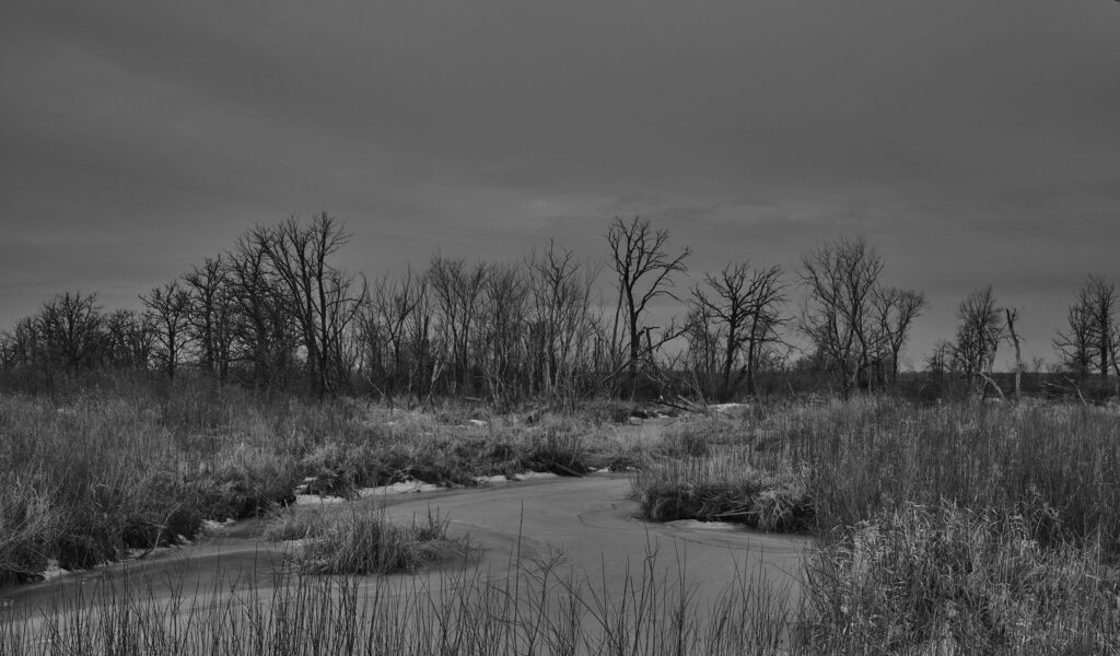 Frozen river curving through reeds and bare trees
