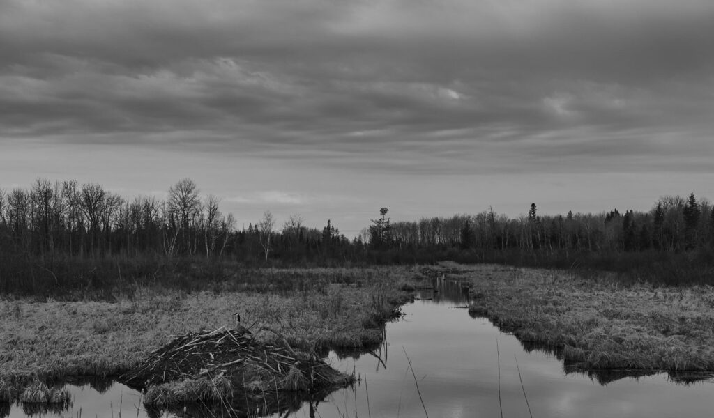 Beaver lodge beside a still marsh channel