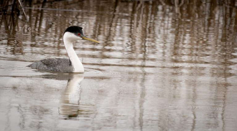 Western grebe swimming among reflections
