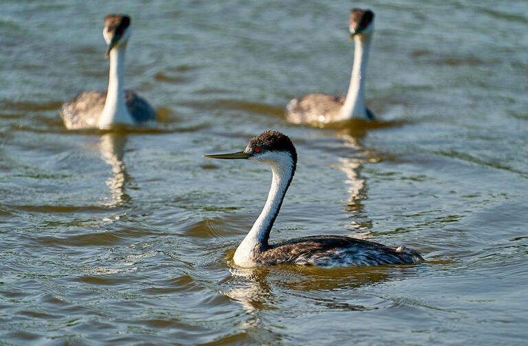 Three Western grebes swimming on calm water, one in the foreground with a red eye and long yellow bill, Manitoba