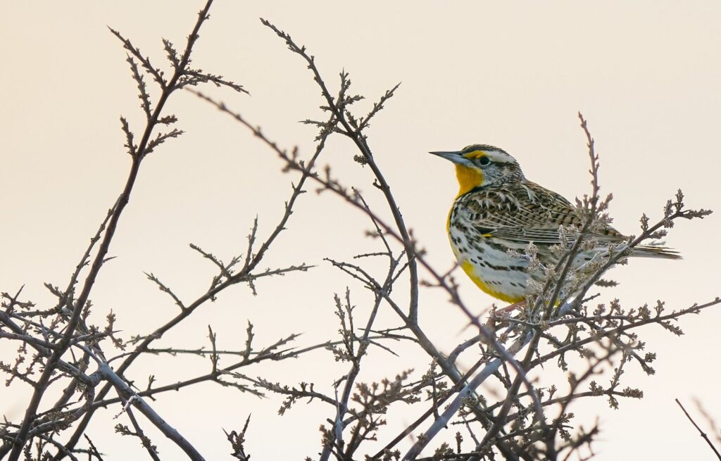 Western meadowlark