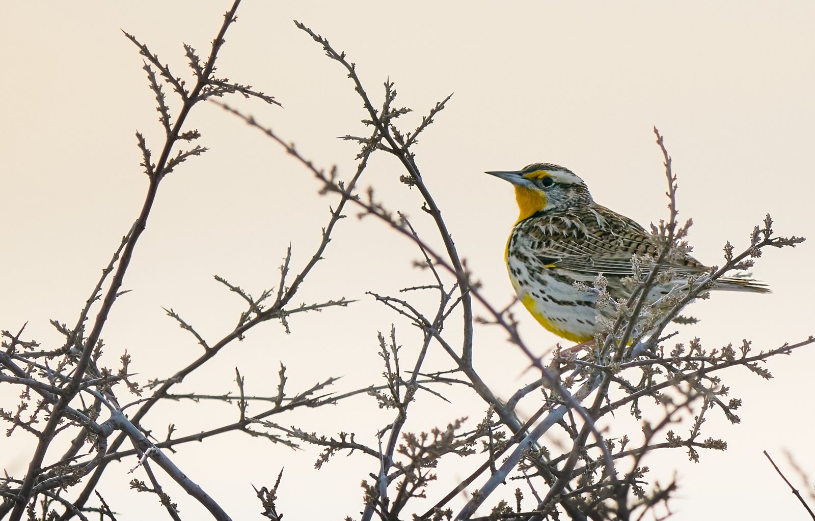 Western meadowlark photographed in Manitoba