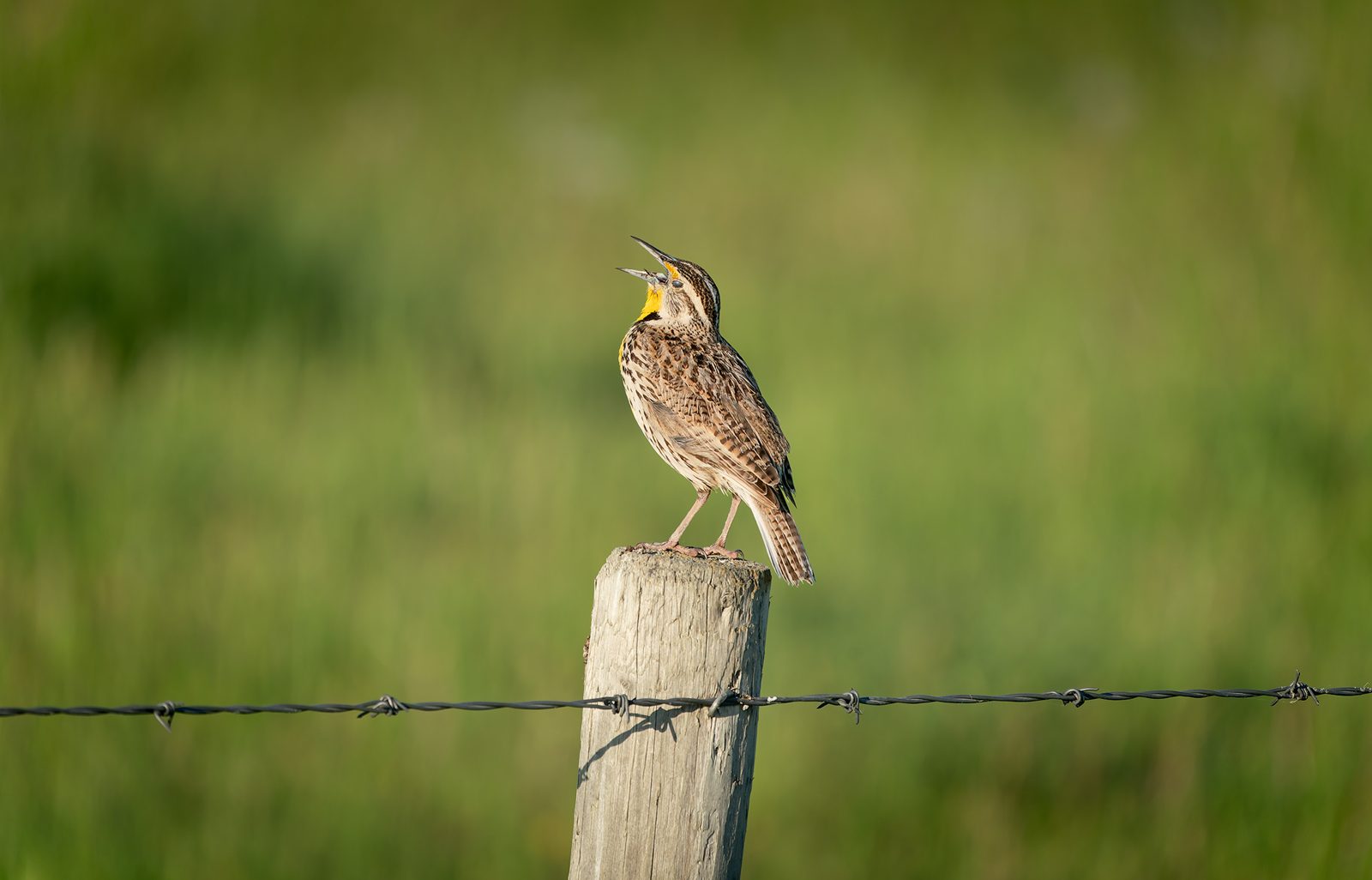 Western meadowlark perched on a post against soft green