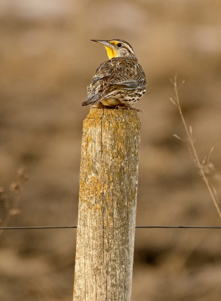 Western meadowlark perched on a weathered fence post, looking back over its shoulder, Manitoba