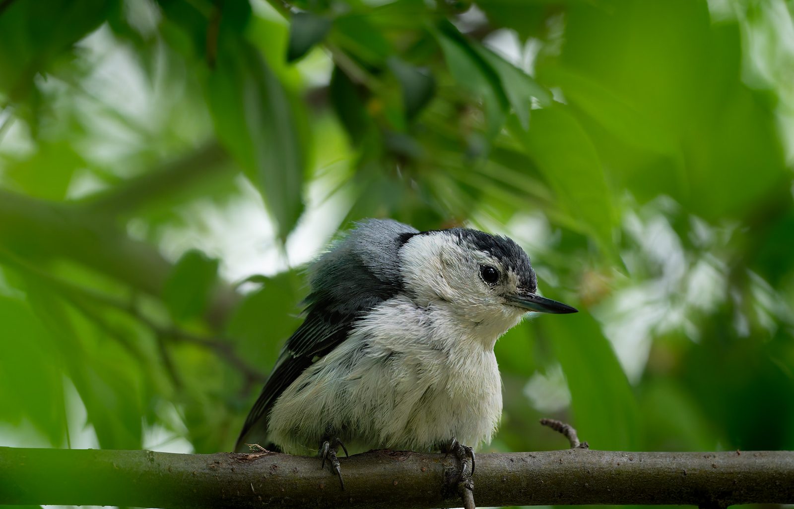 White-breasted nuthatch perched on a branch among green leaves
