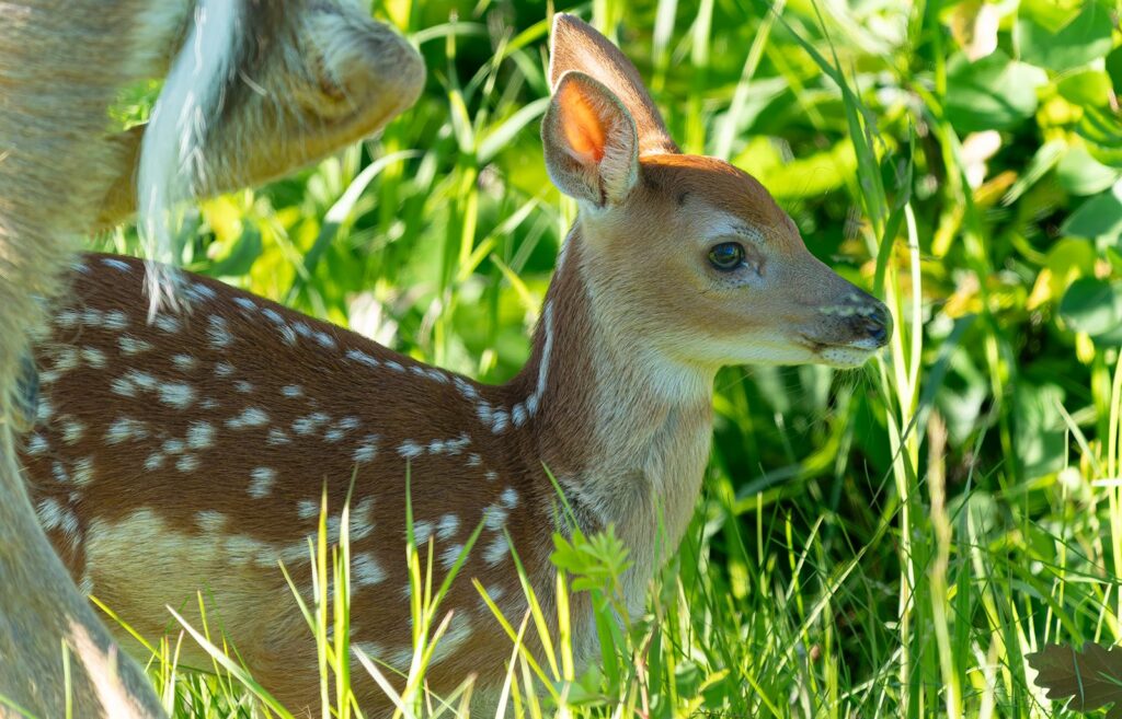 White-tailed deer