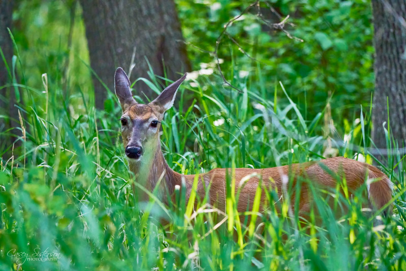 White-tailed deer photographed in Manitoba, 1