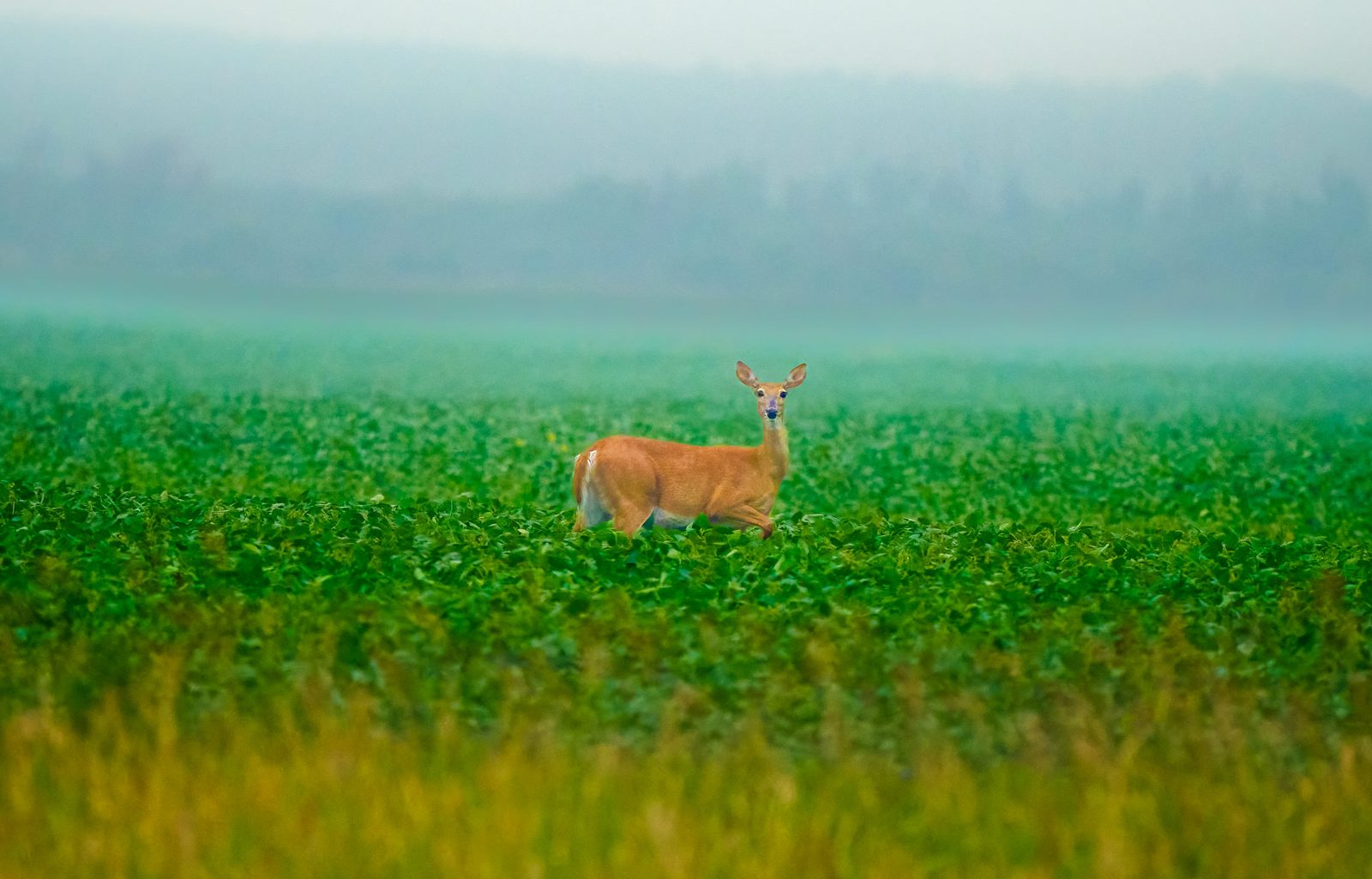 White-tailed deer photographed in Manitoba, 2