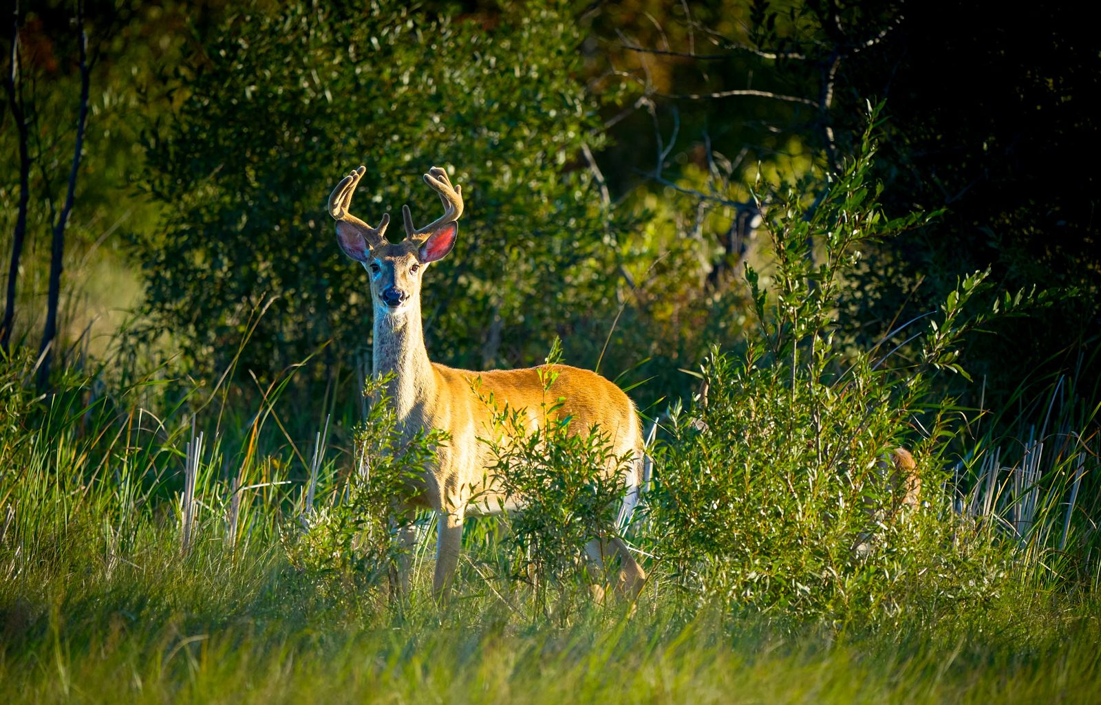 White-tailed deer photographed in Manitoba, 3