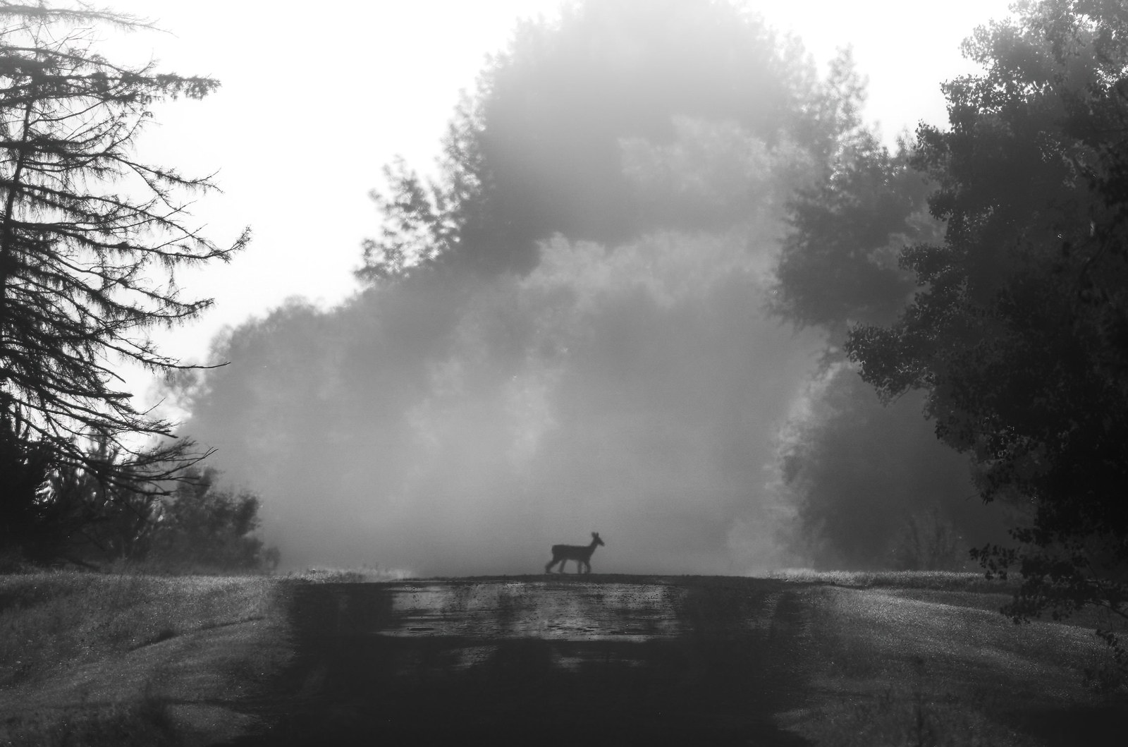 White-tailed deer photographed in Manitoba, 4