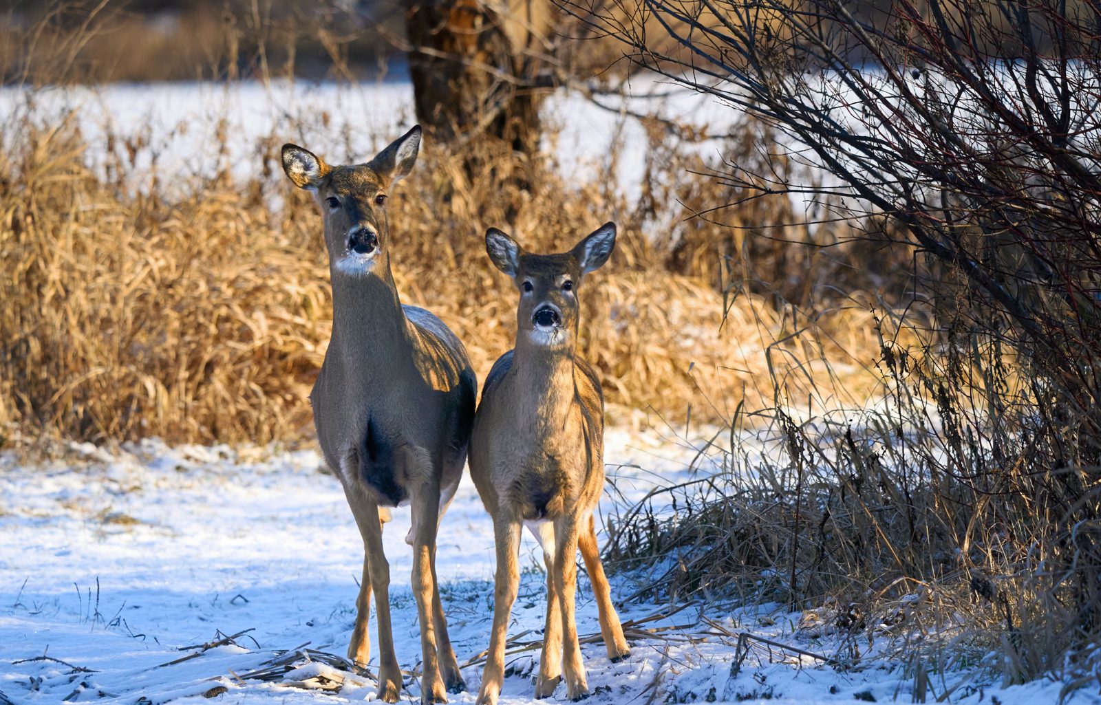 White-tailed deer photographed in Manitoba, 5