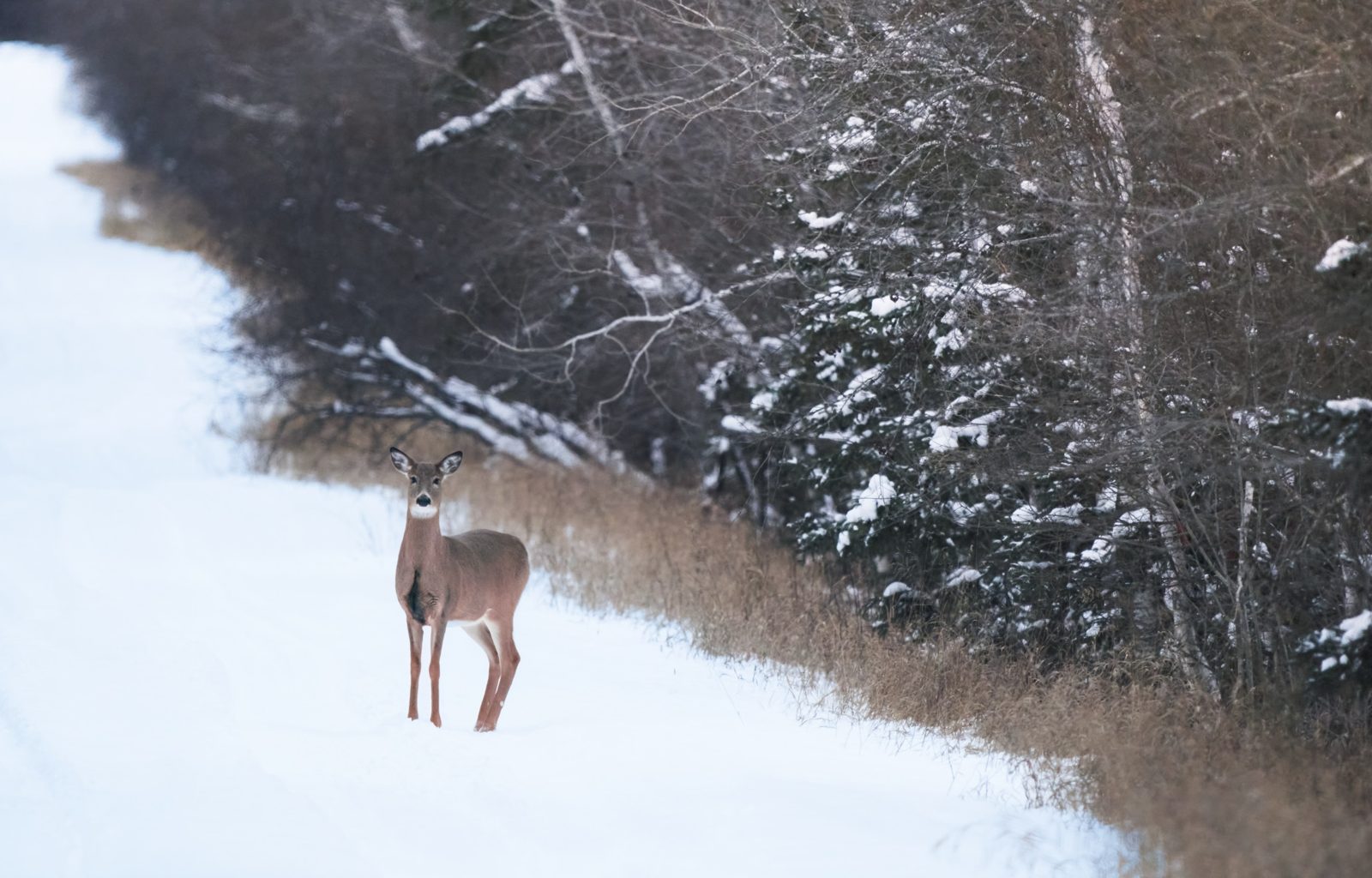 White-tailed deer photographed in Manitoba, 6