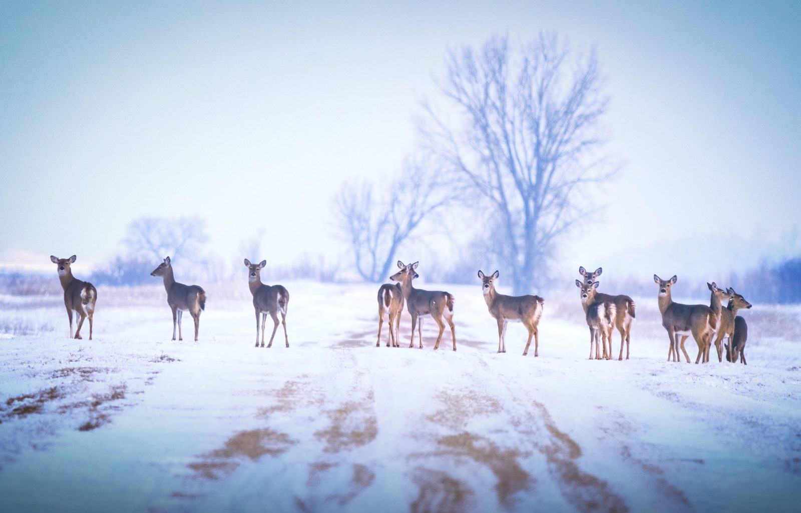 White-tailed deer photographed in Manitoba, 7