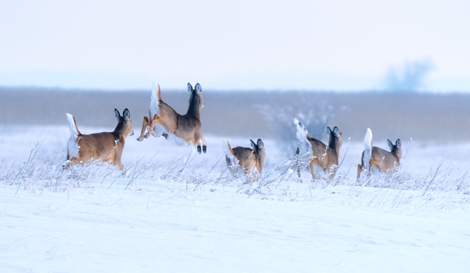 White-tailed deer photographed in Manitoba, 8