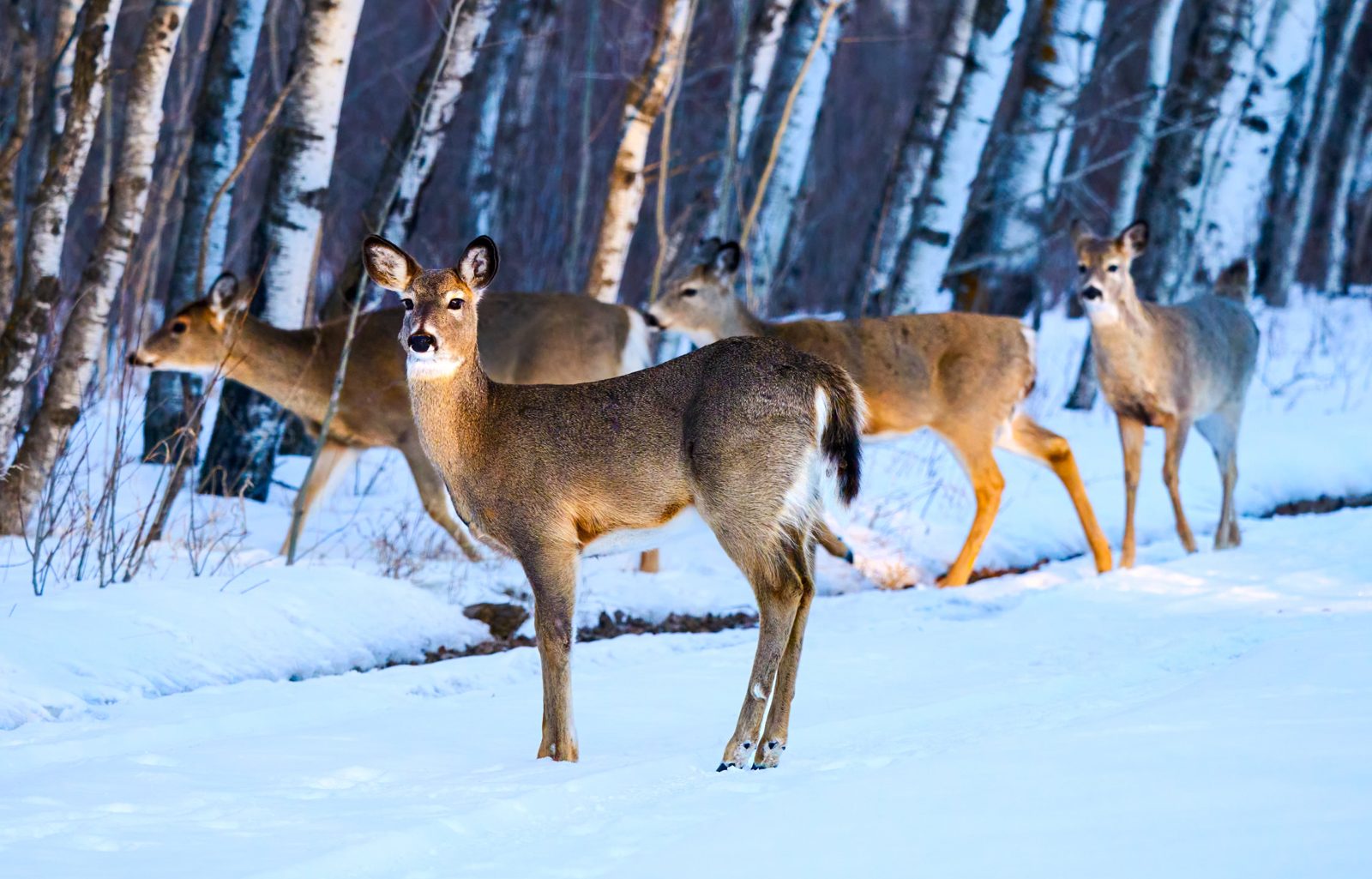 White-tailed deer photographed in Manitoba, 9
