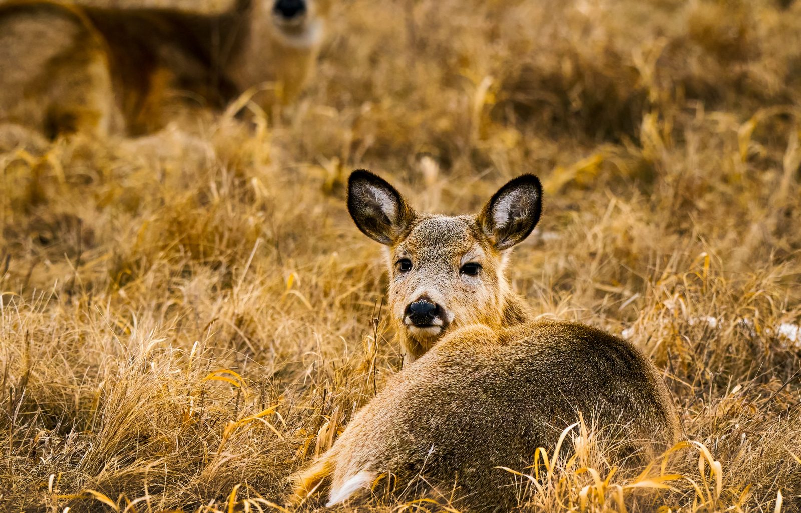 White-tailed deer photographed in Manitoba, 10