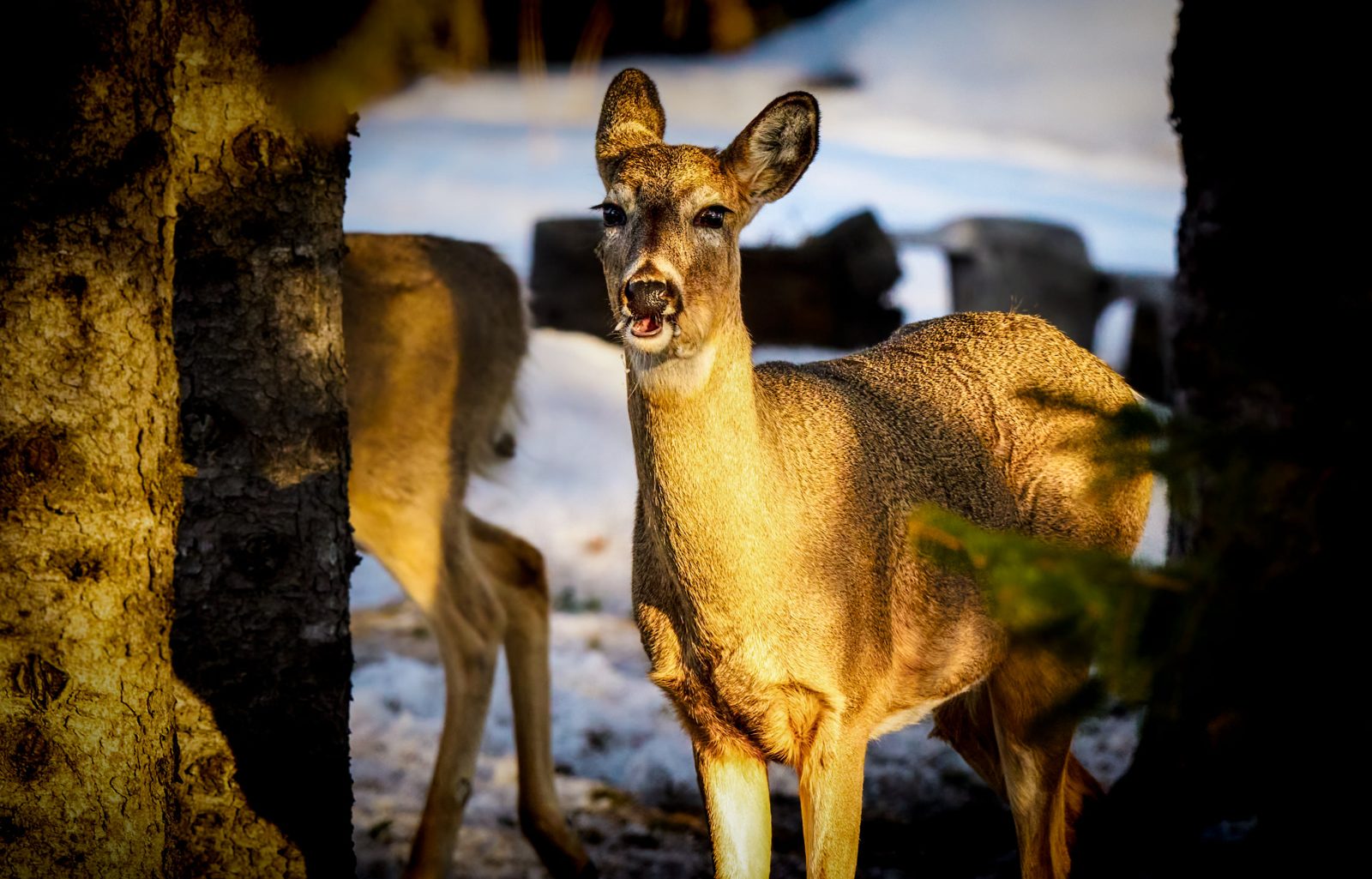 White-tailed deer photographed in Manitoba, 11