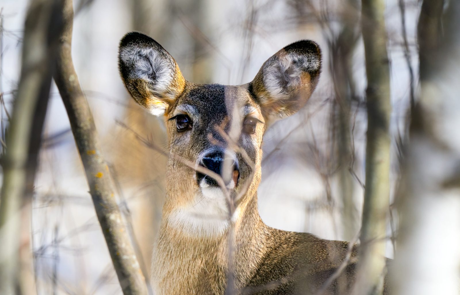 White-tailed deer photographed in Manitoba, 12