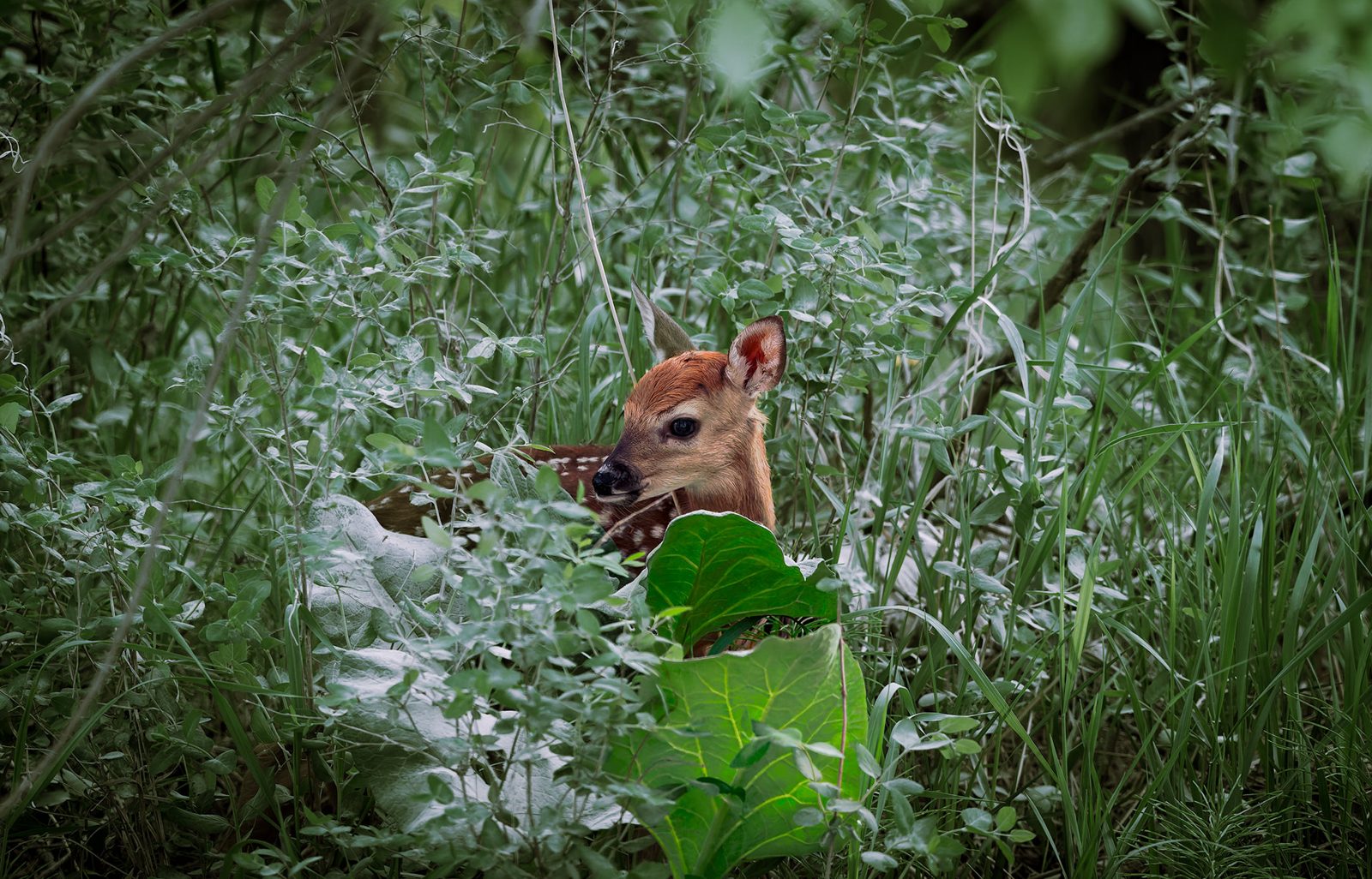 White-tailed deer photographed in Manitoba, 13