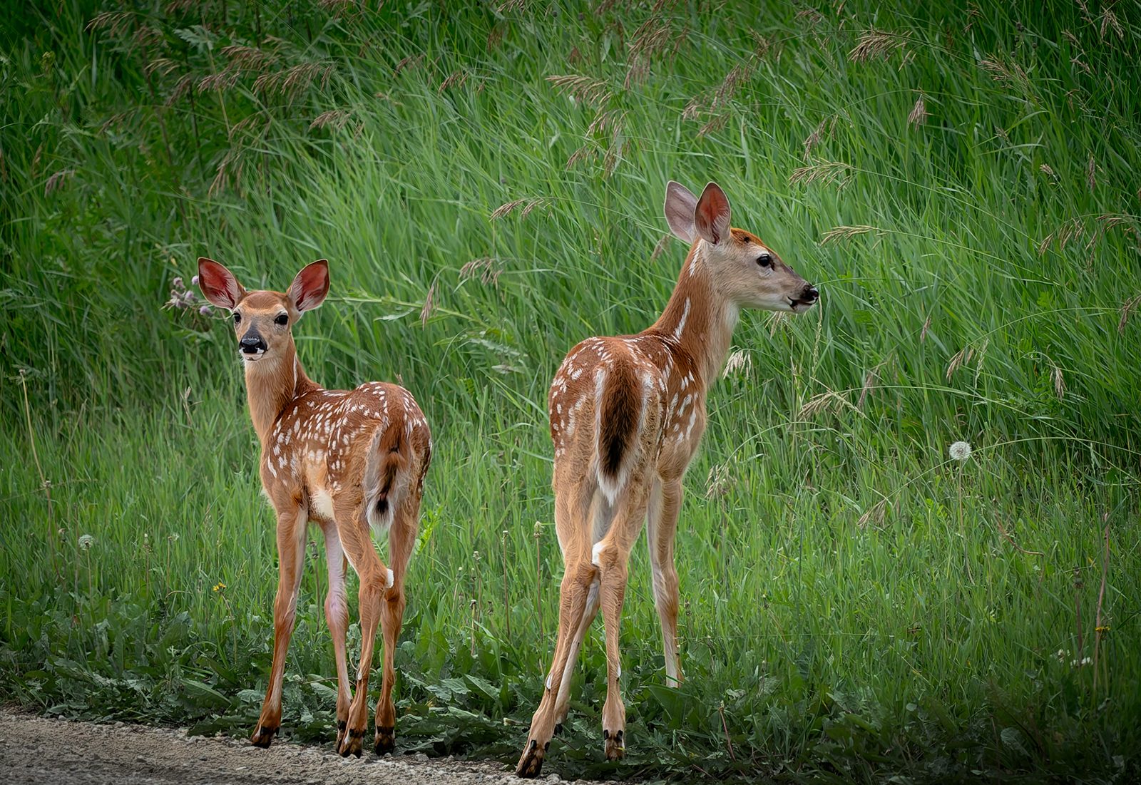White-tailed deer photographed in Manitoba, 15