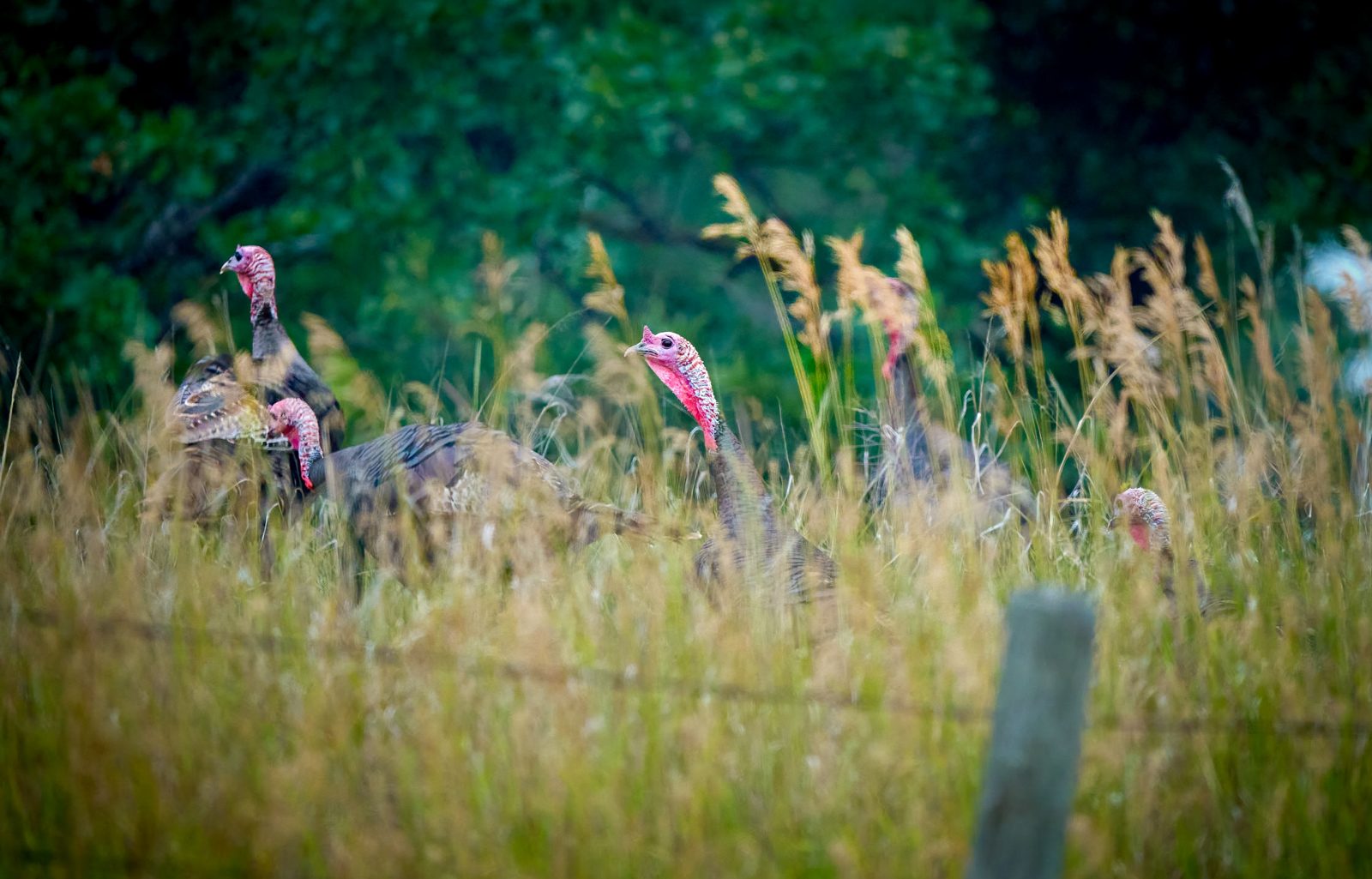 Wild turkey photographed in Manitoba