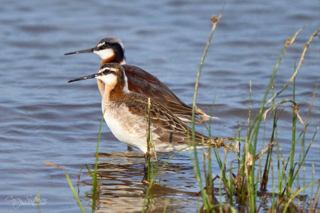 Wilson’s phalarope