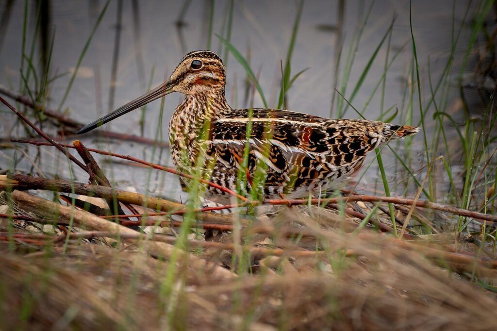 Wilson’s snipe