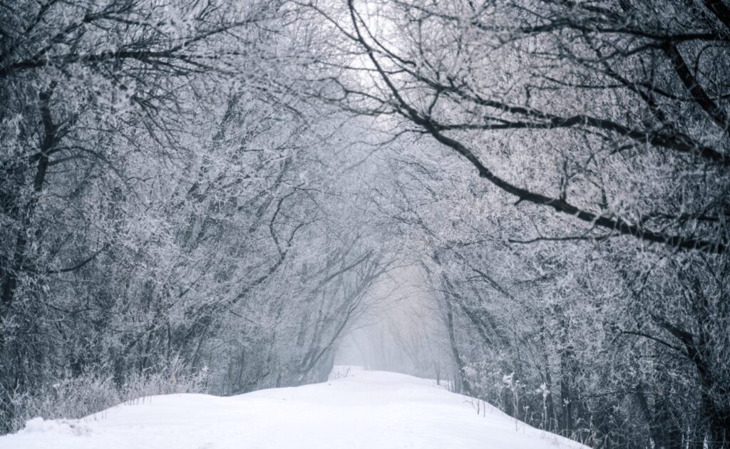 Frosted trees arching over a snowy trail