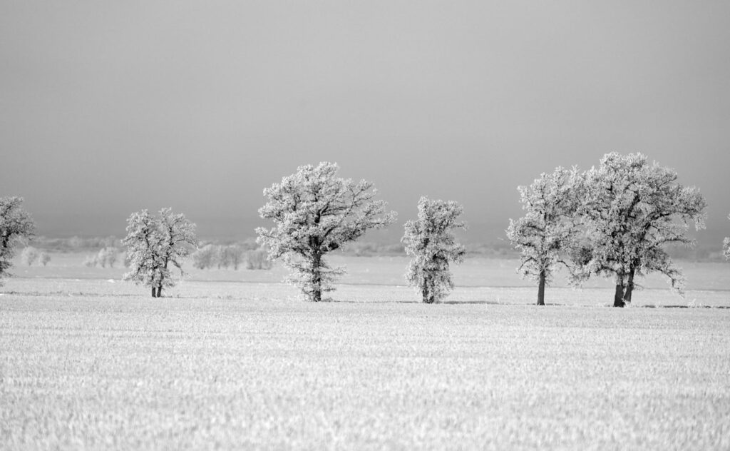 Hoarfrost-covered trees on a snowy prairie field