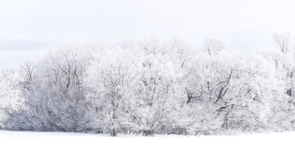 Dense hoarfrost covering a woodlot
