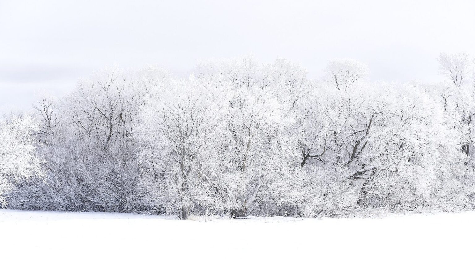 Dense hoarfrost covering a woodlot