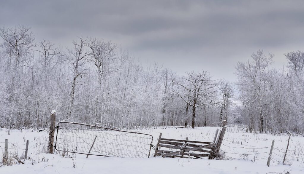 Frosty aspens and a broken gate in a snowy field