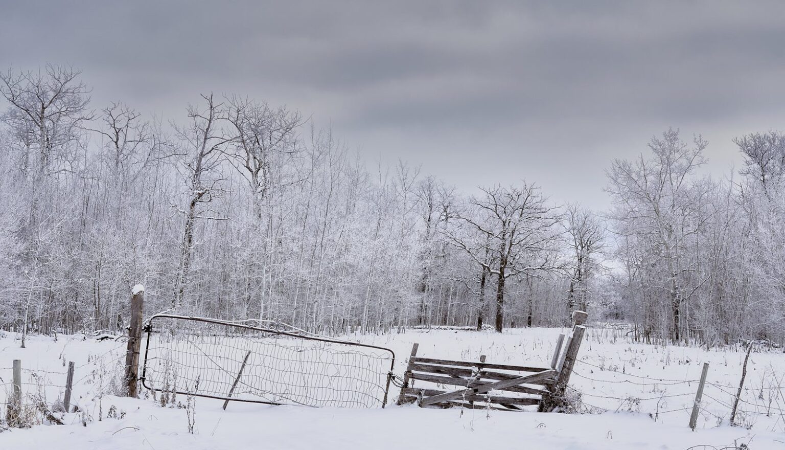 Frosty aspens and a broken gate in a snowy field