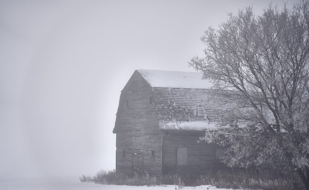 Old barn and a frosted tree in winter fog
