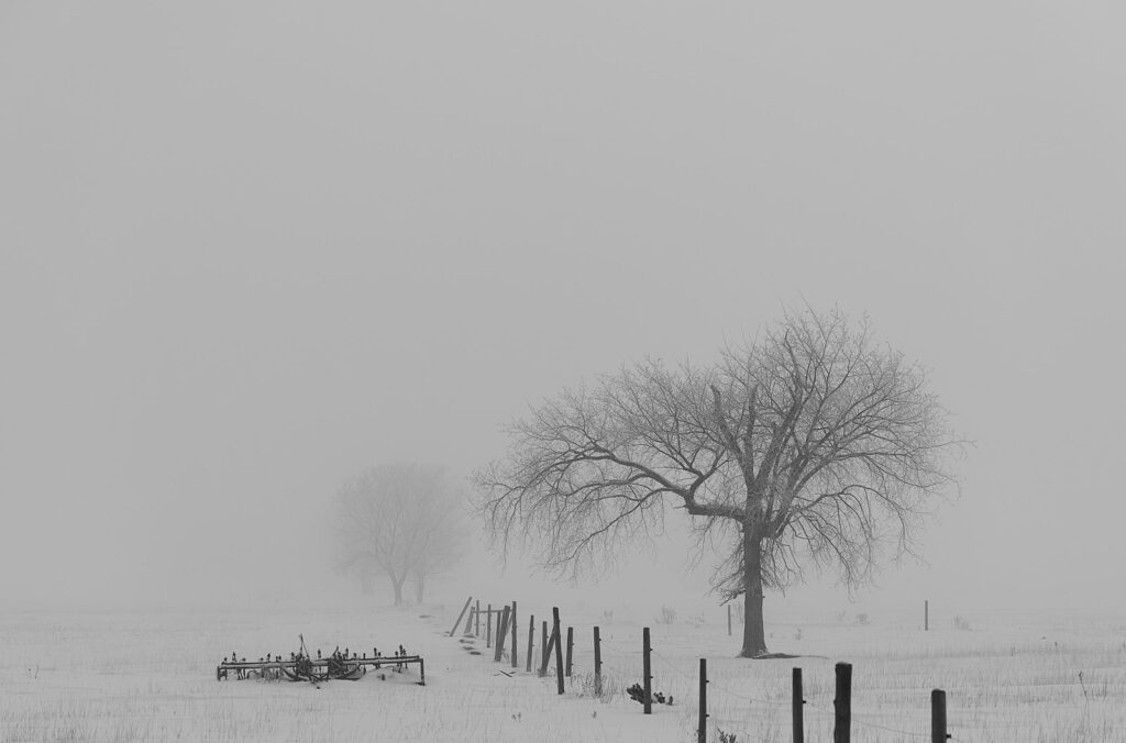 Lone tree and a fence line in thick winter fog