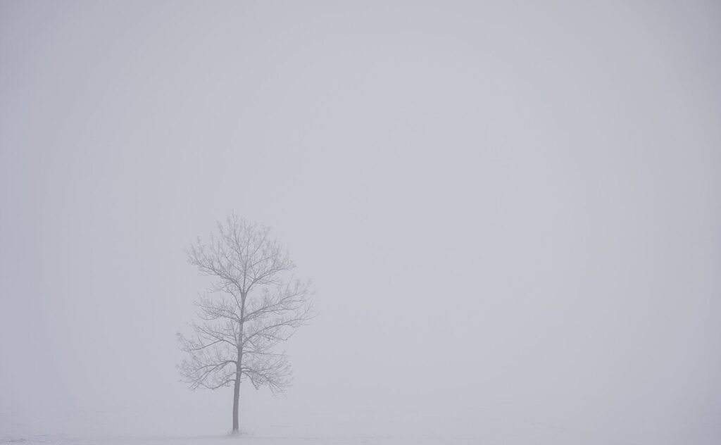 Single bare tree fading into white fog