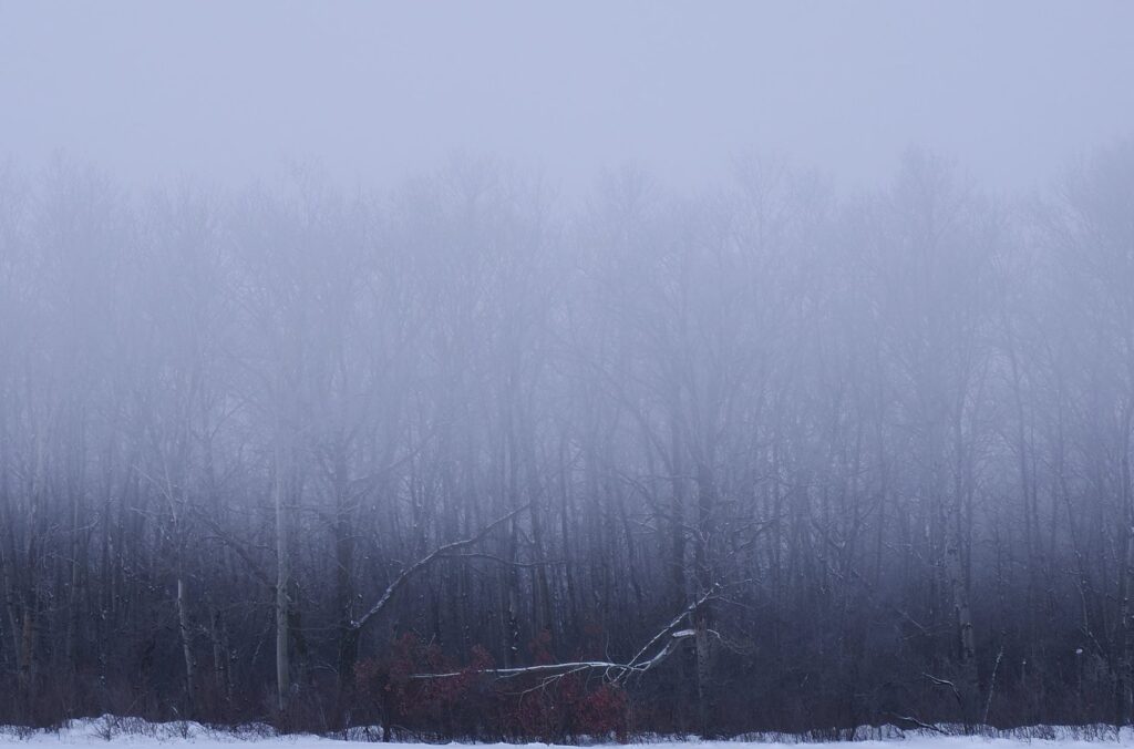 Dark forest in blue winter fog