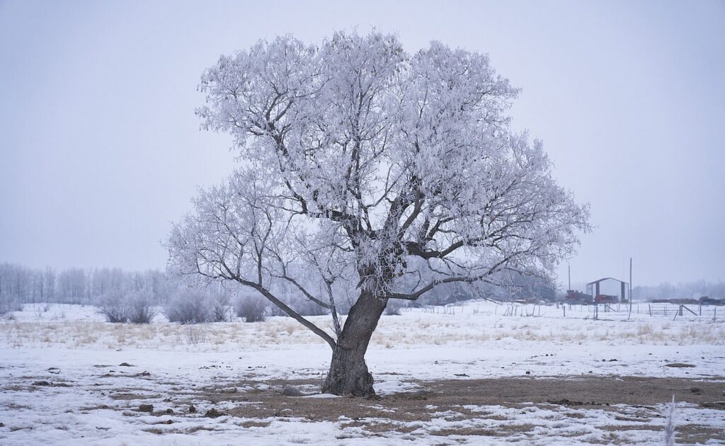 Hoarfrost-covered tree standing alone on a snowy pasture