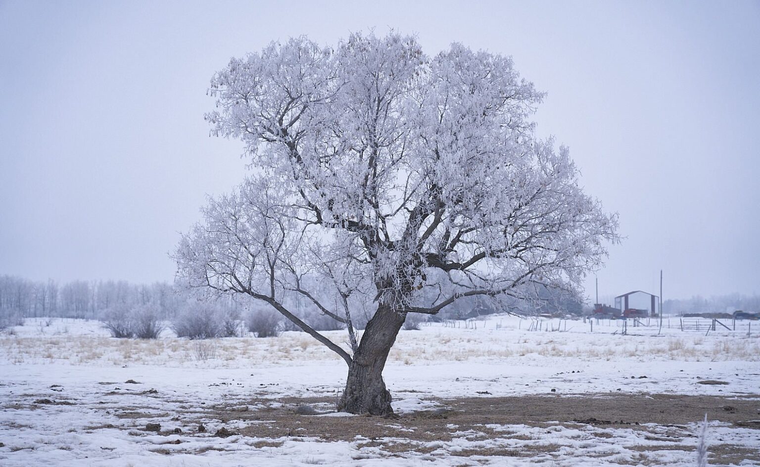 A hoarfrost-covered tree standing alone on a snowy pasture. Edge of winter in Manitoba
